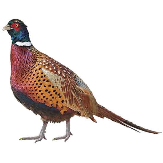 Chinese Ring-necked